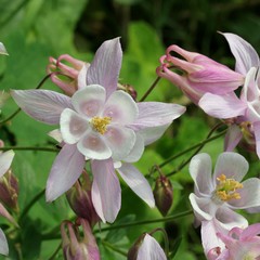 Columbine - Aquilegia