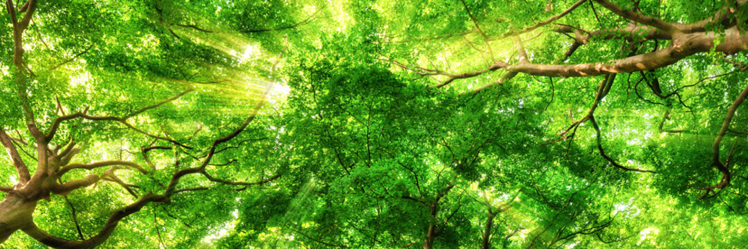Fototapeta Promienie słoneczne świecą przez baldachim wysokich drzew