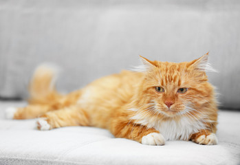 Fototapeta premium Puszysty czerwony kot leżący na kanapie