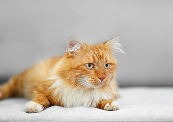 Fototapeta na wymiar Fluffy red cat lying on a sofa