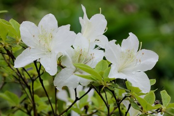 Azalea