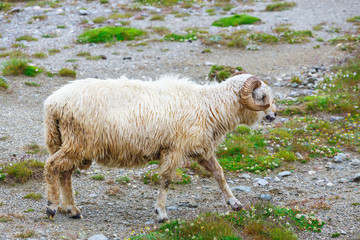 Sheep herds at alpine pastures in Bucegi Mountains, Romania