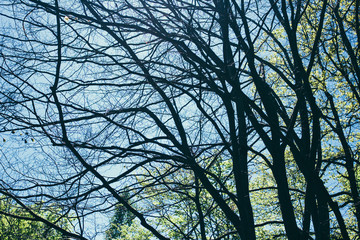 Spring Summer Sun Shining Through Canopy of Tall Trees