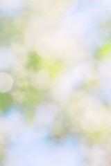 Blurred spring background from blurred blooming garden