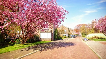 Blooming sakura trees in a residential street with brick houses.