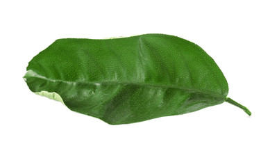 Green tea leaf, isolated on white
