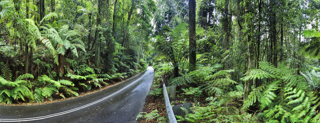 Naklejka premium BM Irvine rainforest road