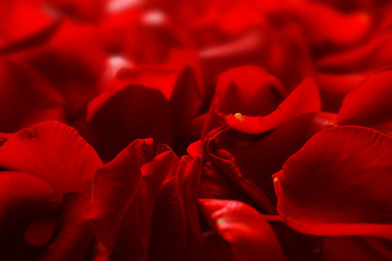 Rose petals, closeup