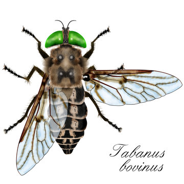 Fly Horse Tabanus Bovinus