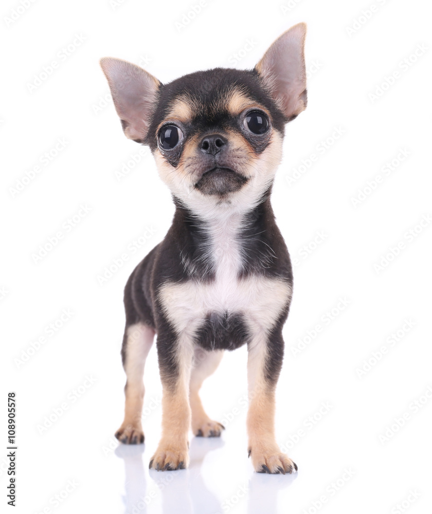 Canvas Prints Small chihuahua puppy on the white background