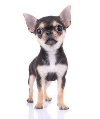 Small chihuahua puppy on the white background