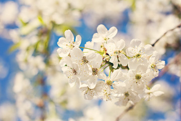 Obraz premium Cherry blossoms on a branch in the sunshine. Tonning photo