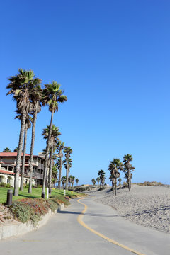 Costal Palms along Mandalay Beach Walkway, Oxnard, CA