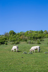 Fototapeta na wymiar Cows grazing