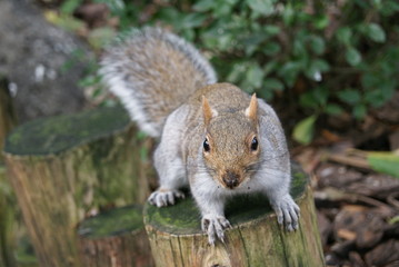 Squirrel posing