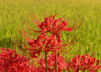 彼岸花 秋