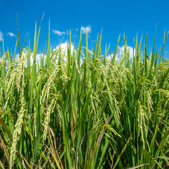 Rice field close up on Bali, Indonesia