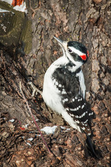 Hairy Woodpecker