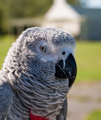 Obraz premium African Grey Parrot - Psittacus erithacus erithacus