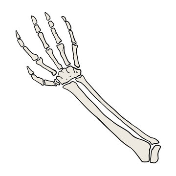 arm bones illustration