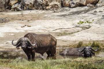 Obraz premium African buffalo in Kruger National park, South Africa