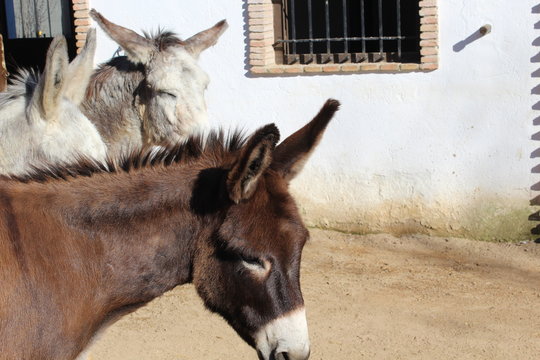 Donkey face photo