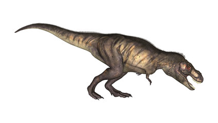 3D Illustration Tyrannosaurus on White