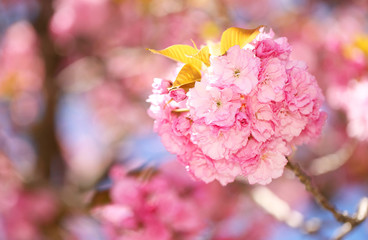 Spring Blossom. Beautiful Pink Flowers. Sakura