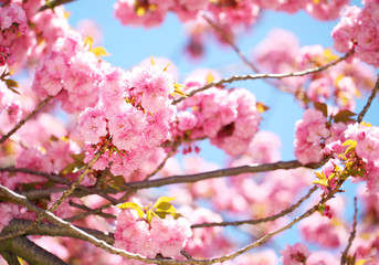 Fototapeta na wymiar Spring Blossom. Beautiful Pink Flowers. Sakura