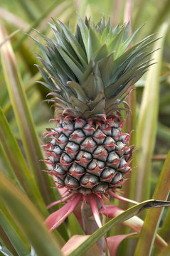 pineapple in farm