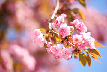 Spring Blossom. Beautiful Pink Flowers. Sakura