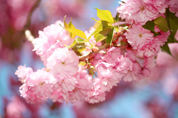 Spring Blossom. Beautiful Pink Flowers. Sakura