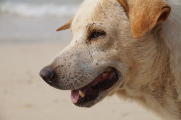 Dog enjoying the sun at the beach