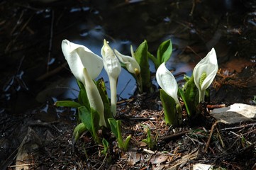 高原の水芭蕉