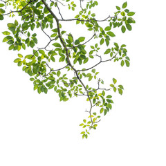 green leave on white background