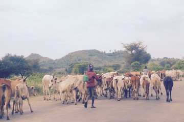 エチオピアの家畜たち