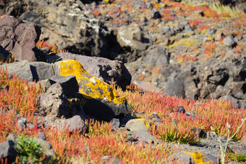 Small tree in spring at Nea Kameni island,Santorini.