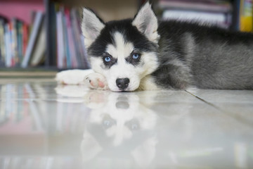 Husky puppy lying down on the floor