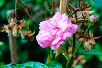 Fairy rose blooming with dry Fairy rose as background