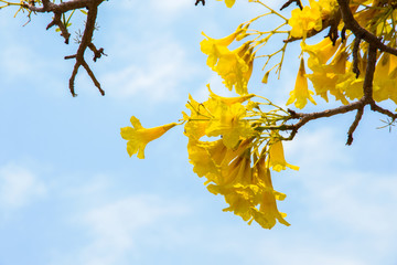 blossoming yellow flower
