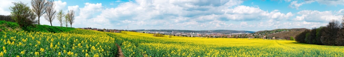 Spring rape field panorama