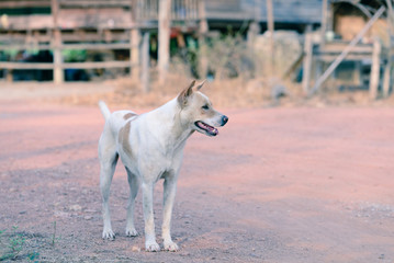 Fototapeta premium Happy white dog in countryside.