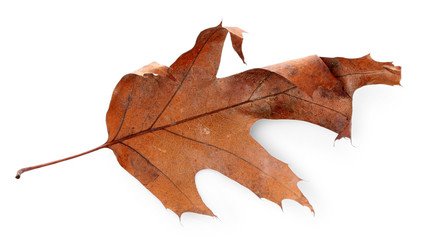 Naklejka premium Dry leaf, isolated on white