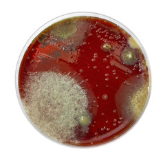 Petri dish with mold and bacteria isolated on white