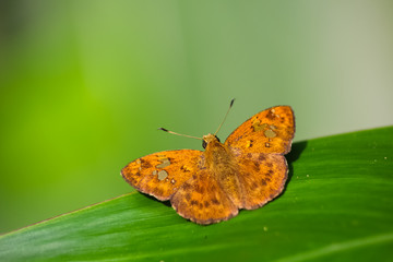 Silver-spotted skipper (Hesperia comma) from above. A well-marked skipper in the family...