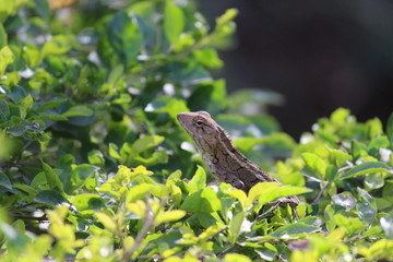 Alligator Lizard in green bushes 