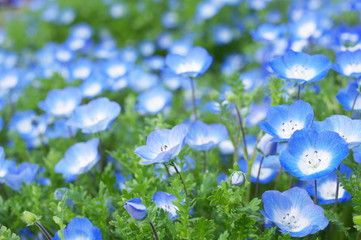 一面のネモフィラ