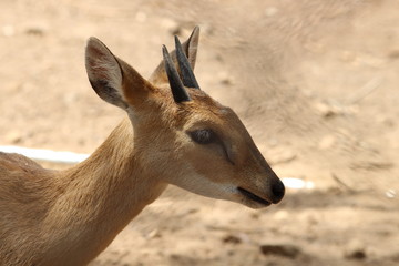 Deer with horns and eye focus