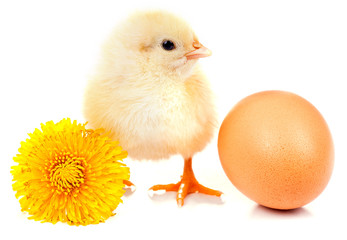 little chicken isolated on the white
