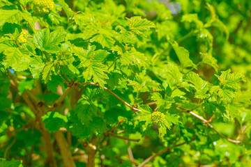 Fototapeta na wymiar Green canopy of a tree in spring